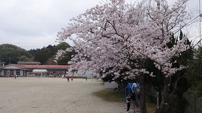 校庭の桜